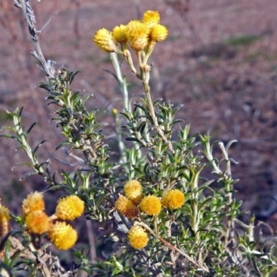 Chrysocephalum semipapposum (Clustered Everlasting) at Burra, NSW - 3 Jul 2018 by RodDeb