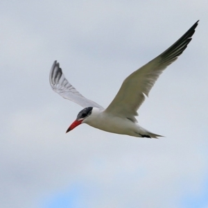 Hydroprogne caspia at Lake Conjola, NSW - 5 Nov 2015