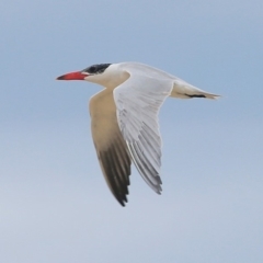 Hydroprogne caspia at Lake Conjola, NSW - 5 Nov 2015 12:00 AM