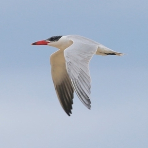 Hydroprogne caspia at Lake Conjola, NSW - 5 Nov 2015