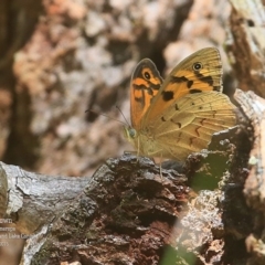 Heteronympha merope (Common Brown Butterfly) at Narrawallee Creek Nature Reserve - 9 Nov 2015 by CharlesDove
