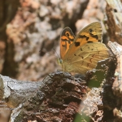 Heteronympha merope (Common Brown Butterfly) at Conjola Bushcare - 9 Nov 2015 by CharlesDove