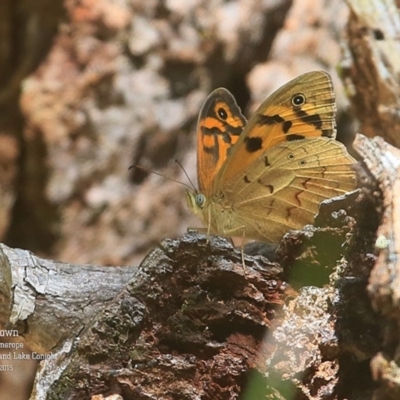 Heteronympha merope (Common Brown Butterfly) at Narrawallee Creek Nature Reserve - 9 Nov 2015 by CharlesDove
