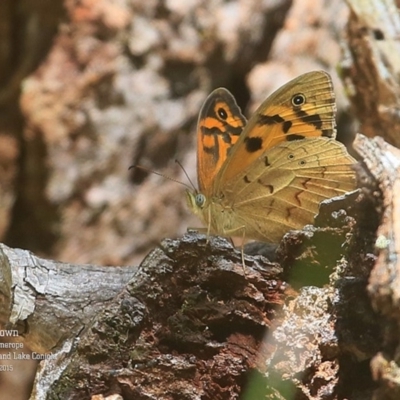Heteronympha merope (Common Brown Butterfly) at Conjola Bushcare - 8 Nov 2015 by Charles Dove