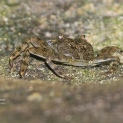 Unidentified Crab at Undefined - 5 Nov 2015 by Charles Dove