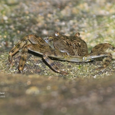 Unverified Crab - 6 Nov 2015 by CharlesDove