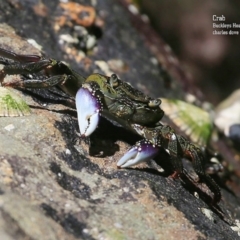 Leptograpsus variegatus (Purple Rock Crab) at Undefined - 5 Nov 2015 by Charles Dove
