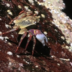 Leptograpsus variegatus at undefined - 6 Nov 2015 12:00 AM