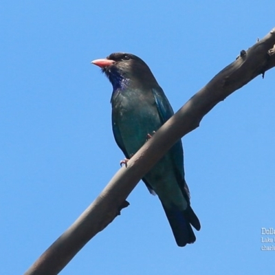 Eurystomus orientalis (Dollarbird) at Narrawallee Creek Nature Reserve - 9 Nov 2015 by CharlesDove