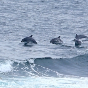 Tursiops truncatus at undefined - 4 Nov 2015