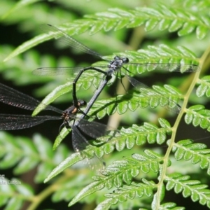 Austroargiolestes icteromelas icteromelas at Narrawallee Creek Nature Reserve - 6 Nov 2015