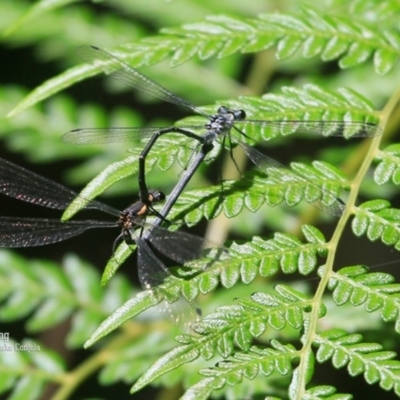 Austroargiolestes icteromelas icteromelas (Common Flatwing) at Conjola Bushcare - 5 Nov 2015 by Charles Dove