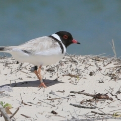 Charadrius rubricollis (Hooded Plover) at Lake Conjola, NSW - 4 Nov 2015 by CharlesDove