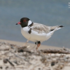 Charadrius rubricollis at suppressed - suppressed