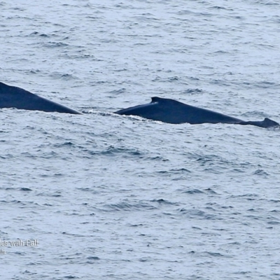 Megaptera novaeangliae (Humpback Whale) at Ulladulla, NSW - 8 Nov 2015 by Charles Dove