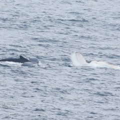 Megaptera novaeangliae at Ulladulla, NSW - 9 Nov 2015 12:00 AM