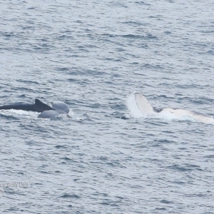 Megaptera novaeangliae at Ulladulla, NSW - 9 Nov 2015