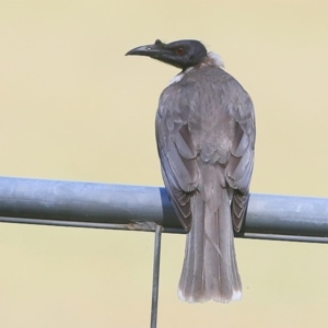 Philemon corniculatus at Lake Conjola, NSW - 6 Nov 2015