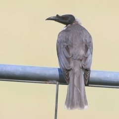 Philemon corniculatus (Noisy Friarbird) at Lake Conjola, NSW - 5 Nov 2015 by Charles Dove