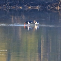 Haematopus longirostris (Australian Pied Oystercatcher) at Lake Conjola, NSW - 6 Nov 2015 by CharlesDove