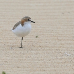 Anarhynchus ruficapillus (Red-capped Plover) at Lake Conjola, NSW - 5 Nov 2015 by CharlesDove
