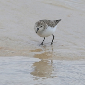 Calidris ruficollis at Cunjurong Point, NSW - 6 Nov 2015