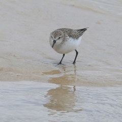 Calidris ruficollis (Red-necked Stint) at Cunjurong Point, NSW - 5 Nov 2015 by Charles Dove