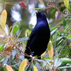 Ptilonorhynchus violaceus (Satin Bowerbird) at Ulladulla - Millards Creek - 8 Nov 2015 by CharlesDove