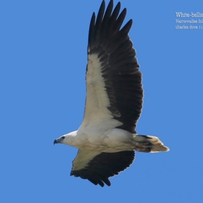 Haliaeetus leucogaster (White-bellied Sea-Eagle) at Narrawallee, NSW - 4 Nov 2015 by CharlesDove