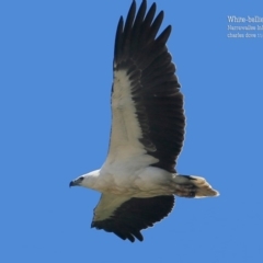 Haliaeetus leucogaster (White-bellied Sea-Eagle) at Narrawallee, NSW - 3 Nov 2015 by Charles Dove