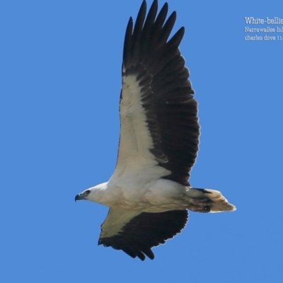 Haliaeetus leucogaster (White-bellied Sea-Eagle) at Narrawallee, NSW - 3 Nov 2015 by Charles Dove