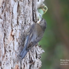 Cormobates leucophaea (White-throated Treecreeper) at Lake Conjola, NSW - 5 Nov 2015 by Charles Dove