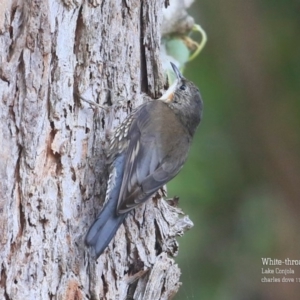 Cormobates leucophaea at Lake Conjola, NSW - 6 Nov 2015