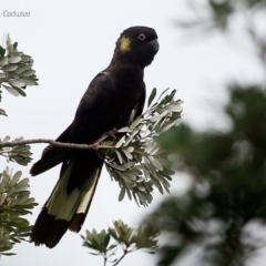 Zanda funerea (Yellow-tailed Black-Cockatoo) at Ulladulla, NSW - 3 Nov 2015 by Charles Dove