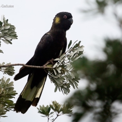 Zanda funerea (Yellow-tailed Black-Cockatoo) at Ulladulla, NSW - 4 Nov 2015 by CharlesDove