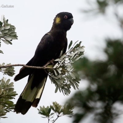 Zanda funerea (Yellow-tailed Black-Cockatoo) at Ulladulla - Warden Head Bushcare - 3 Nov 2015 by Charles Dove