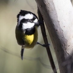 Falcunculus frontatus (Eastern Shrike-tit) at Lake Ginninderra - 4 Jul 2018 by Alison Milton