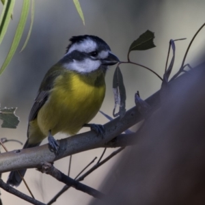 Falcunculus frontatus at Belconnen, ACT - 4 Jul 2018