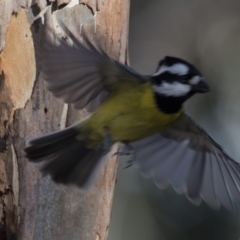 Falcunculus frontatus at Belconnen, ACT - 4 Jul 2018 01:26 PM