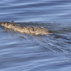 Hydromys chrysogaster (Rakali or Water Rat) at Belconnen, ACT - 4 Jul 2018 by AlisonMilton