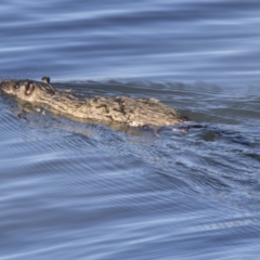 Hydromys chrysogaster (Rakali or Water Rat) at Belconnen, ACT - 4 Jul 2018 by Alison Milton