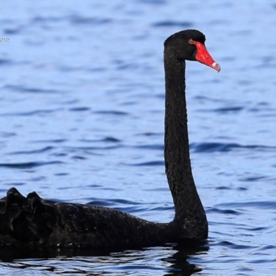 Cygnus atratus (Black Swan) at Meroo National Park - 26 May 2015 by Charles Dove