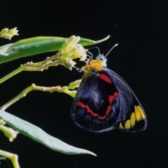 Delias nigrina (Black Jezebel) at Wairo Beach and Dolphin Point - 26 May 2015 by CharlesDove