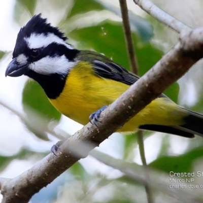 Falcunculus frontatus (Eastern Shrike-tit) at Meroo National Park - 28 May 2015 by Charles Dove