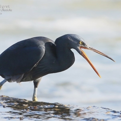 Egretta sacra (Eastern Reef Egret) at South Pacific Heathland Reserve - 26 May 2015 by Charles Dove
