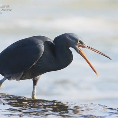 Egretta sacra (Eastern Reef Egret) at South Pacific Heathland Reserve - 27 May 2015 by CharlesDove