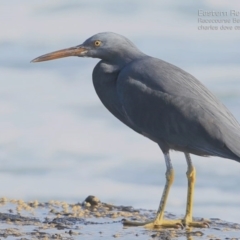 Egretta sacra at South Pacific Heathland Reserve - 27 May 2015 12:00 AM