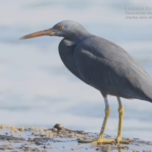 Egretta sacra at South Pacific Heathland Reserve - 27 May 2015