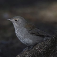 Colluricincla harmonica (Grey Shrikethrush) at Lake Ginninderra - 4 Jul 2018 by Alison Milton