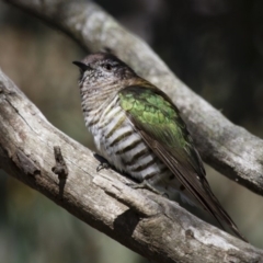 Chrysococcyx lucidus (Shining Bronze-Cuckoo) at Illilanga & Baroona - 1 Oct 2012 by Illilanga